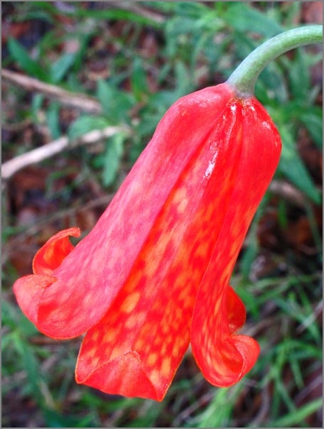 sm P44 Scarlet Fritillaria.jpg - Each year at this time we return to Rockville Park to see the showy Scarlet Fritillaria (Fritillaria recurva) which grows in large groups off the Tilley Trail.